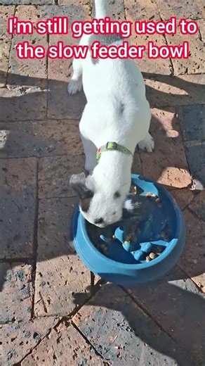 Figuring out the slow-feeder bowl