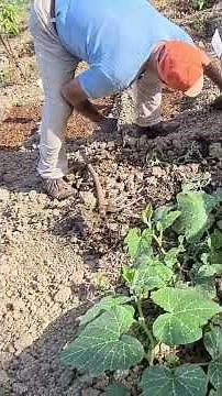 come coltivare le #zucchine #trombetta #zucca #emiagridiy #agrimovie #agrienatura #pasovicola
