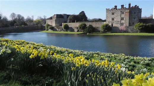 Spectacular display of daffodils at Leeds Castle in Kent, UK