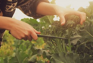 The Best Garden Knife of 2024