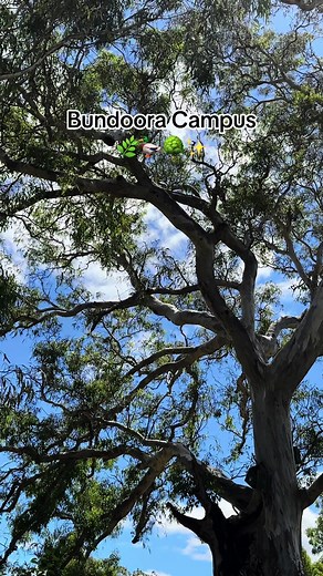 Exploring RMIT's Bundoora Campus vs. City Campus