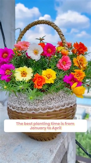 🌼Moss Rose, also known as the "Immortal flower", requires little care to thrive. Simply plant and water, it will grow quickly and thrive effortlessly no matter the climate - hot or cold. 🌸 This lovely flower blooms in just 50 days and can continue to bloom for up to 180 days from spring to autumn. It has a light fragrance and bright colors, perfect for adding charm to any garden or balcony! 🌺 Moss Rose will produce seeds after flowering, ensuring continuous flowering from one year to the next