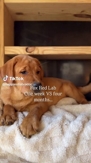 Dark Fox Red vs Yellow Labrador Puppies | Color Genetics Explained