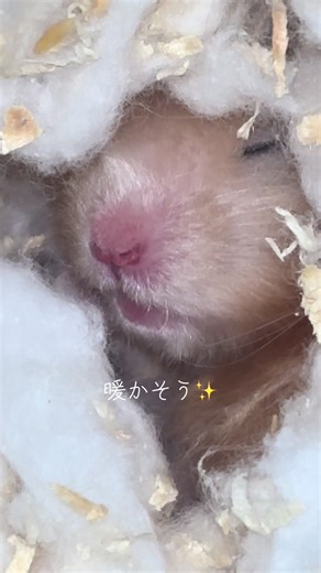 さい最近更によく食べるようになった！はしれー！！#ハムスター #hamster #ゴールデンハムスター #ゴールデンハムスターのいる生活 #ハムスターのいる暮らし