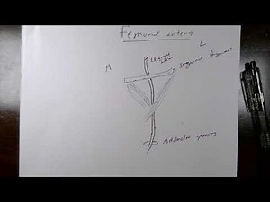 Introduction to blood supply of lower extremity