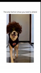 The Only Fashion Show You Need To Attend 😂❤️ Follow us for more💯 To Book Baadal Bhandaari's consultation or to get solution to all the dog related problems, 👉Visit our website (Link in Bio) or WhatsApp us on - 9878474748 #dogomart #doglover #baadalbhandaari #dogsyourfriendsforever #pets #dogsofinstagram #reelsinstagram #reels #dogs #baadalbhandaari | Dogs Your Friends Forever
