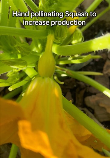 Hand Pollinating Squash for Bigger Harvests