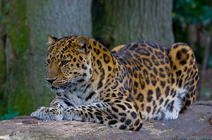 The Amur Leopard - Endangered Species Blog #2﻿