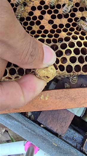 Removing small queen cell of beehive #amazing #sweet #savethebees #farming #insects #bee