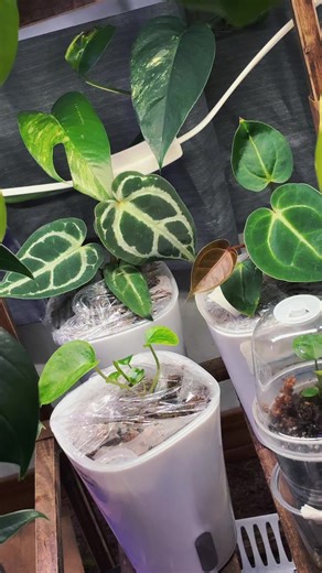 The anthurium are bustling with life and energy. New leaves emerging like new chapters. Telling stories with every new growth 💜 @Vibin with Plants #bradleysplantcorner #anthurium #newleaves #newleaf #newchapter