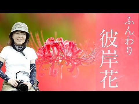 [Fluffy red spider lilies captured with a telephoto lens] 🌸 It's okay if they're not growing in c...