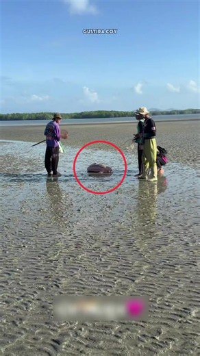 Menyelamatkan dugong#fyp #viral #faktaunik #masukberanda