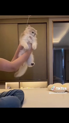 Mèo con dễ thương và đáng yêu trên TikTok