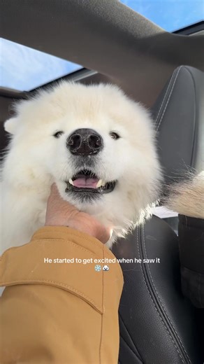 Boomsie Living His Best Life in Polar Bear Mode