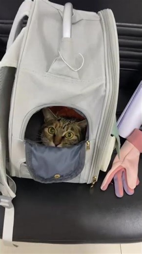 My Chatty Tabby's Quarantine Center Adventure