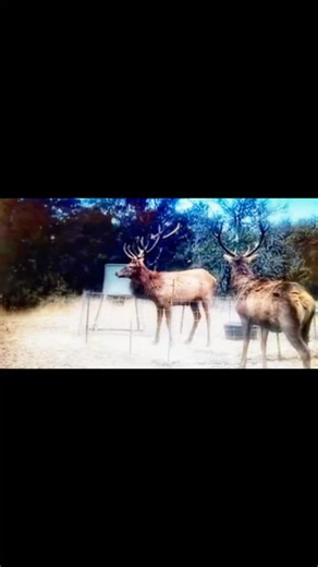 50 ac Property - Texas Hill Country - Free Range - Low Fence 2025