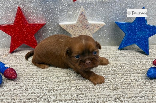 Sabrina - Shih Tzu Puppy 931F7E