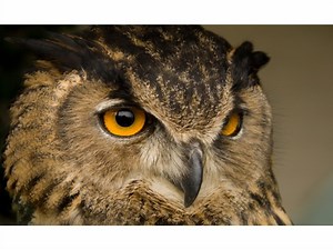 Where does wisdom come from?