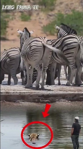 MOMEN TEGANG ‼️ Zebra lengah ketika leopard dan buaya datang #ytshorts #animals