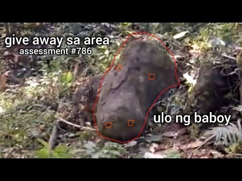 ulo Ng baboy give away deposit sa area assessment #786