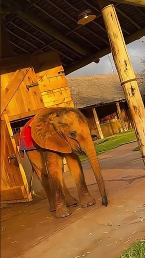 🐘 He couldn’t sleep alone… 🥺#Elephants #Wildlife #Nature #AnimalWorld #WildlifeEducation