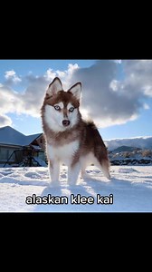 i wish i were joking but i get asked if she’s a corgi husky mix all the time!!!! #husky#PradaBucketChallenge#fyp#viral#startariot | Husky Honey