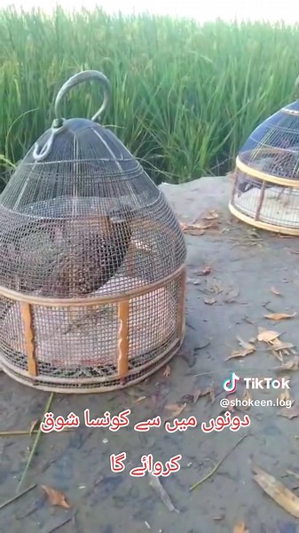 Comparing Hobbies: Which One Will You Choose?