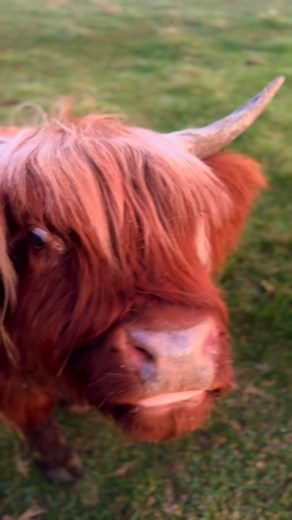 It’s almost breeding season and to say we’re excited to continue to grow and improve our AHCA program is an understatement! #breedingseason #highlandcattle webbcattlecohighlands | webbcattlecohighlands