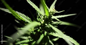 A detailed and intricate view of a cannabis plant emphasizing its leaves and structure under dark lighting conditions