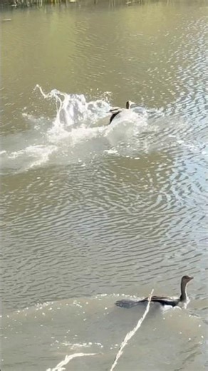 Look, a duck 🦆 is diving! 😂🤣👍 #nature #birds #duck #canada