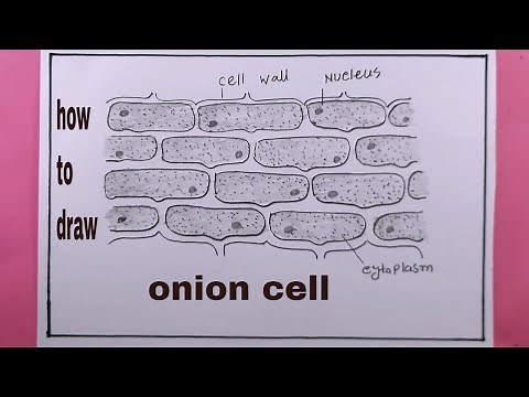 how to draw onion cell/draw onion peel cells