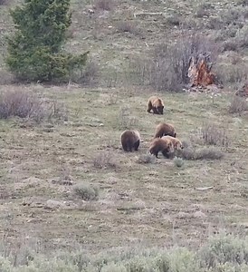 91K views · 6.2K reactions | Grand Teton grizzly #399 and her big quads back in spring of 2022, a week before she sent them on their own. It was amazing to see this family all together... Grand Teton National Park | T. Lyn Neufeld Photography | Facebook