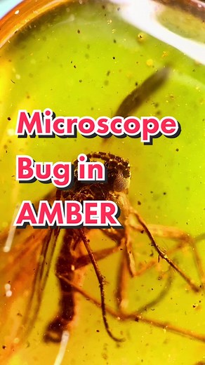 Exploring Prehistoric Bugs Trapped in Amber with Engineered Labs