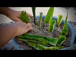Snake Plant Sansevieria Propagation Methods
