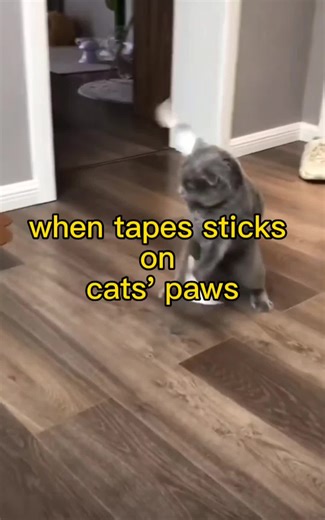 Funny Cats Compilation: Cat Tapes & Great Laughs