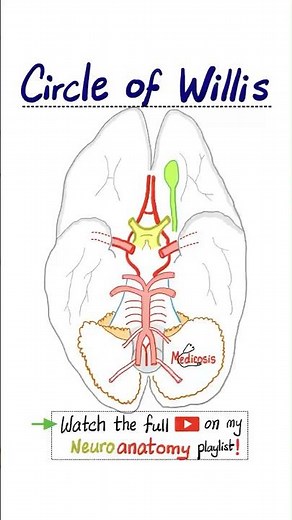 🧠 Circle of Willis - Arterial Supply of the Brain…#anatomy #neuroanatomy #biology #science #mbbs