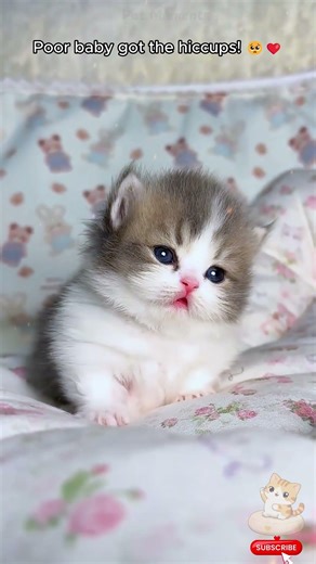 Have you ever seen a kitten with hiccups? 🥺