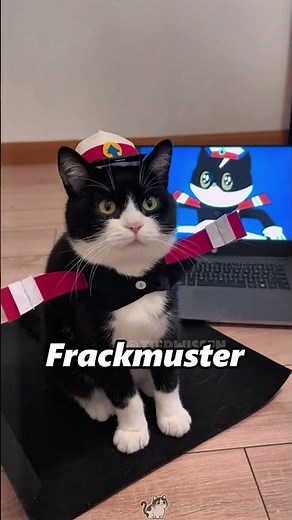 Why do black and white cats always look like that? #cat #funnycat #funnyanimals #nature #shorts