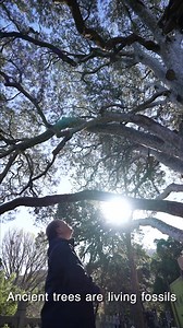 Jietai Temple, a millennium-old temple located in Mentougou District of Beijing, is renowned for its grand and solemn Buddhist architecture. In addition to a large number of precious ancient buildings and cultural relics, there are also 109 ancient trees. Among them, there is a tall and majestic thousand-year-old Nine Dragon Pine that accompanies the ancient temple through a long time. The ancient pine trees and the ancient temple are interdependent and accompany each other, and the unique lands