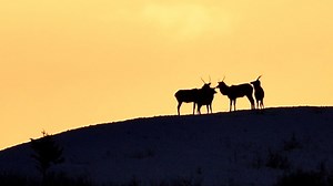 Montana FWP to host meetings, accept comment on elk management