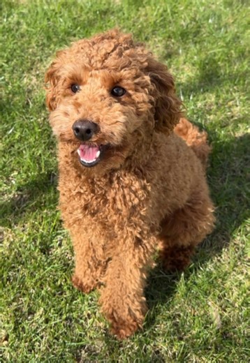 Tutaj czas płynie inaczej 🏠 Zadowolony Karmel biegający po trawie 🐶 #dogsoftiktok #pies #wies #dc #happy