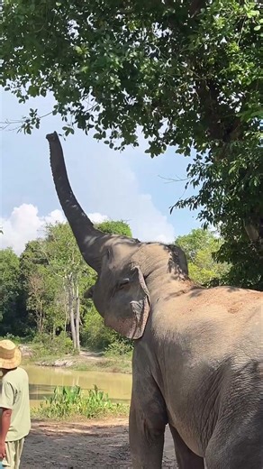 Syzygium australe is one of their favorite #elephant #keffamily #babyelephant #kef #chimean