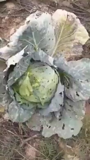 sunda struggle on Instagram: "legendary sundanese video"