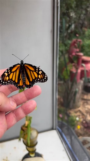 2.6K views · 168 reactions | Got Milkweed? Two Monarchs just released today. To attract them plant Milkweed and other wildflowers native to your area. | Saving Monarchs | Facebook