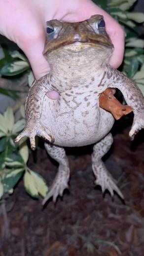 412K views · 12 reactions | toad compilation | Sharty Anna | Facebook