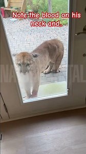 Mountain Lion tries to break into the house..
