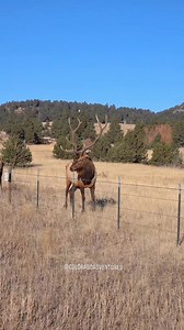 Bull elk jumping over a fence in Estes Park Colorado. #bullelk #wildlife #fypシ #estespark #foryoupageシ #elk #estesparkcolorado #coloradowildlife #coloradoadventures #Colorado | Colorado Adventures