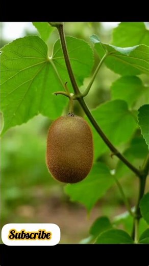 This Green Fruit Beats Orange in Vitamin C?! 🥝😳#kiwi#supperfruit#glowingskin