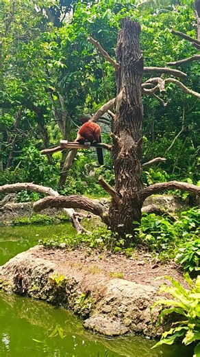 Singapore Zoo