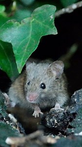 30K views · 3.5K reactions | Just me, Mouse and Robin, but did he wink at me ? | The Mouse family that live by the brambles | Facebook